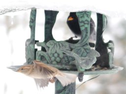 Sperling - Amsel